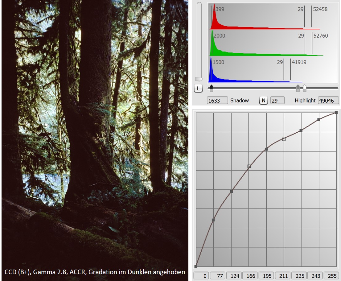 Links: Scan mit dem umgebauten CCD. Gleiche Bearbeitung wie im Referenzbild mit den Überstrahlungen mit dem Original-CCD (Gamma auf 2.8 erhöht, Gradationskurve im dunklen Bereich angehoben). Die Überstrahlungen sind praktisch verschwunden. Rechts oben: das Histogramm zeigt, dass der Hauptteil des Bildinhaltes am dunklen Bildende konzentriert ist. Rechts unten: die angehobene Gradationskurve.