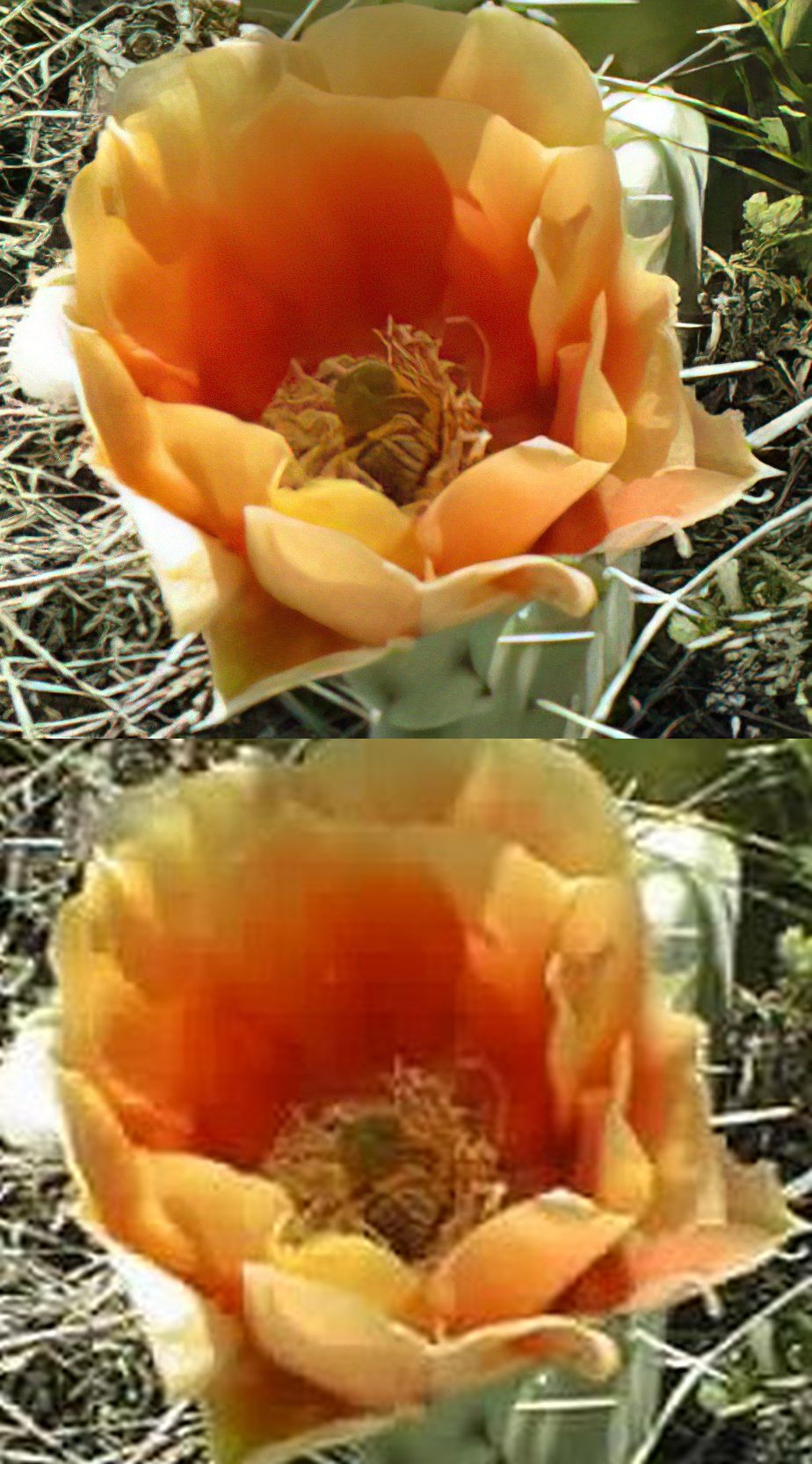Web Kaktus Detail Neu Alt.jpg